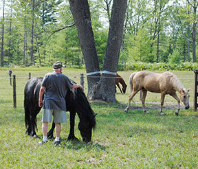 HEROES & HORSES